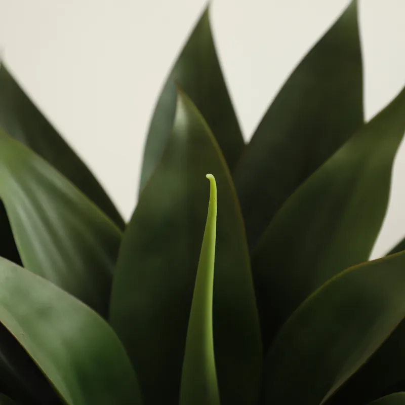 인공 알로에 베라 화분 분재 (콘다 바바덴시스 밀러)  - Aloe Vera Pot 리뷰 및 가격